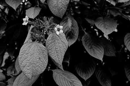 leaf on black backgroundの写真素材
