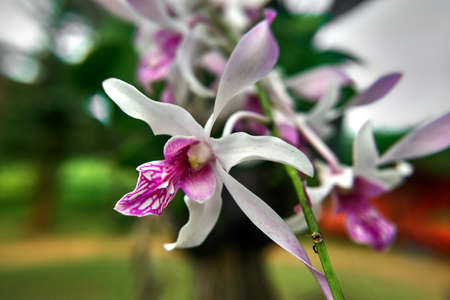 pink with white flowerの写真素材