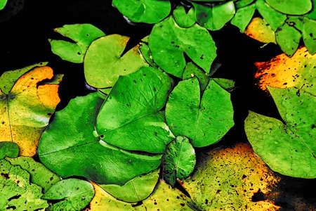 green leaves in waterの写真素材