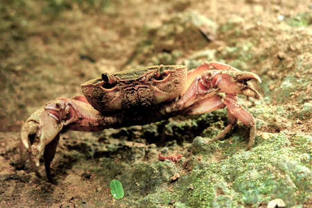 crab in the jungleの写真素材