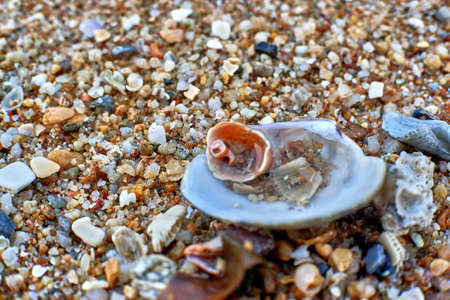 sea shell on the beach