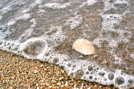 sea shell on the beachの写真素材