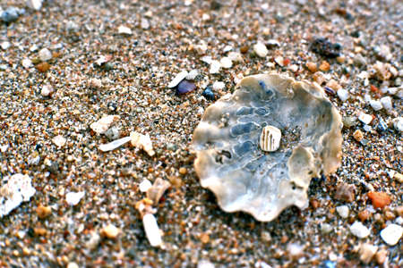 shell on the beach