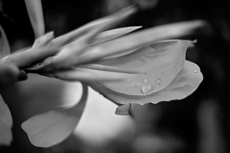 white flower on blackの写真素材