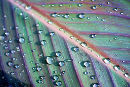 water dropletsの写真素材