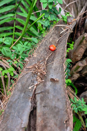 Dry palm leafの写真素材