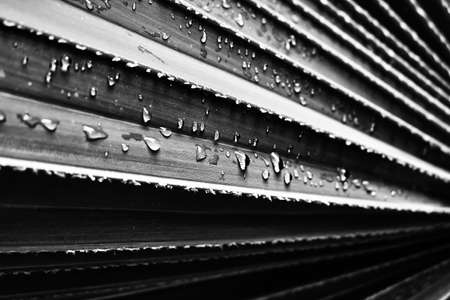 Palm leaf monochromeの写真素材