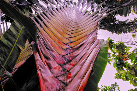 Palm branchの写真素材