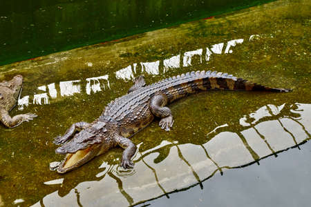 Crocodiles in the zooの写真素材