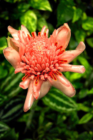 flower in gardenの写真素材