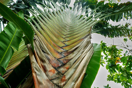 palm leavesの写真素材