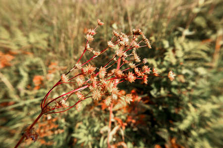 Autumn in the forestの写真素材