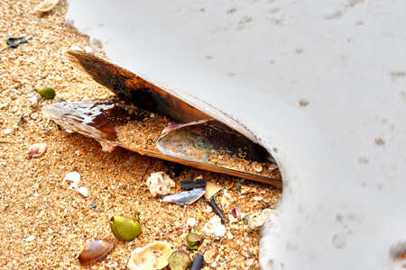 Sea shellの写真素材