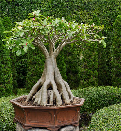 Bonsai in the garden