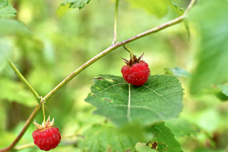 fresh raspberry on a bush
