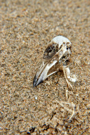 Bird skeleton on sandの写真素材
