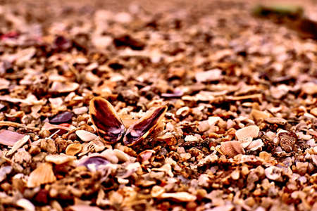 Shells and pebbles