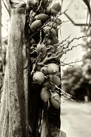 Orchid budsの写真素材