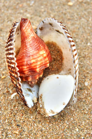 sea shell on the beachの写真素材