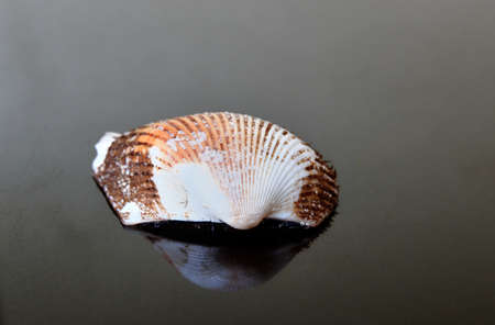 shell on black backgroundの写真素材