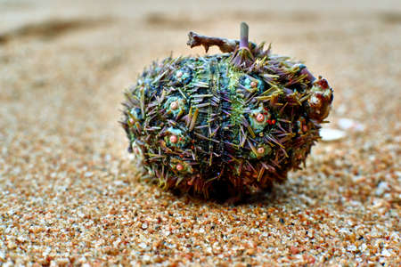 Apple on the beachの写真素材