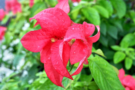 red flower in the gardenの写真素材