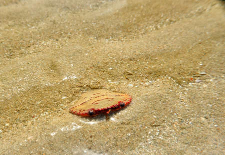 crab on the beachの写真素材