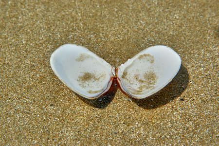 sea shell on the beachの写真素材