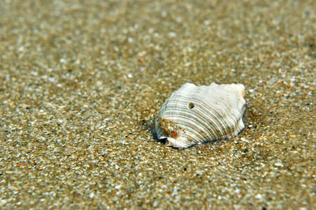Seashell on the beachの写真素材