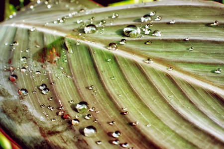 water drops on green leafの写真素材