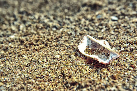 Sand and shellの写真素材