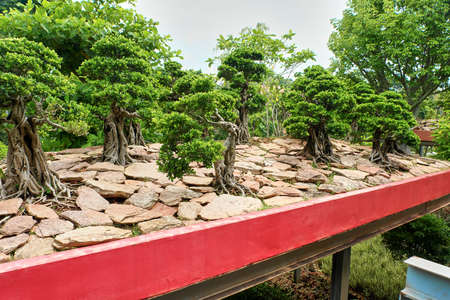 Trees on the tableの写真素材