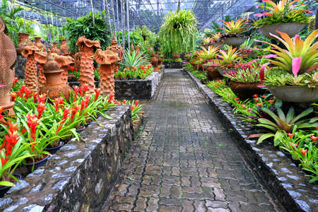 Path among orchids