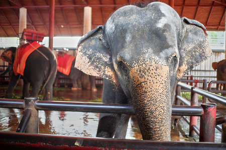 Elephant in the zooの写真素材