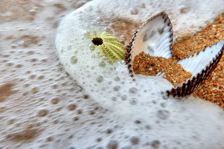Shells in foamの写真素材