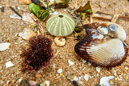 sea shells on the beach