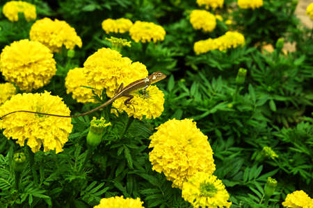 yellow flowers in the gardenの写真素材