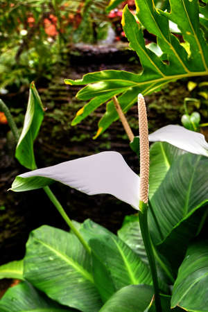 Orchid