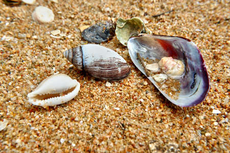 sea shells on the beach