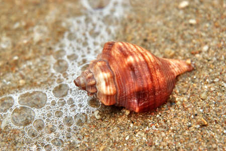 sea shell on the beach