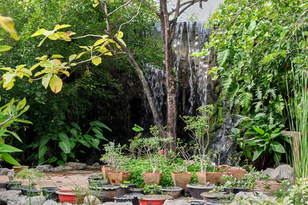 tree in the gardenの写真素材