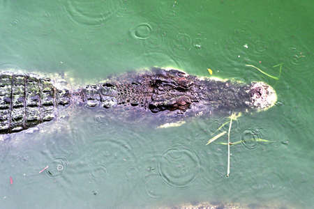 crocodile in the riverの写真素材