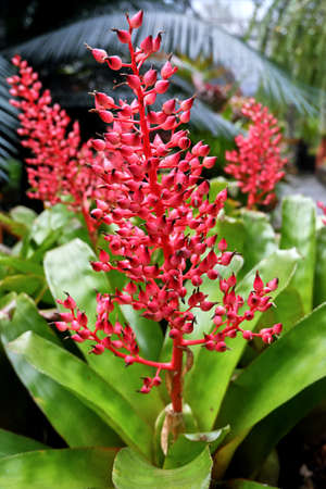 red flowers in the gardenの写真素材