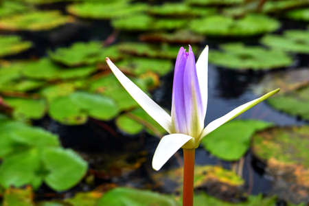 white lotus flowerの写真素材