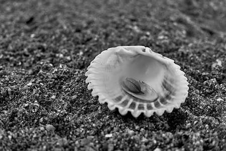 sea shell on the beachの写真素材