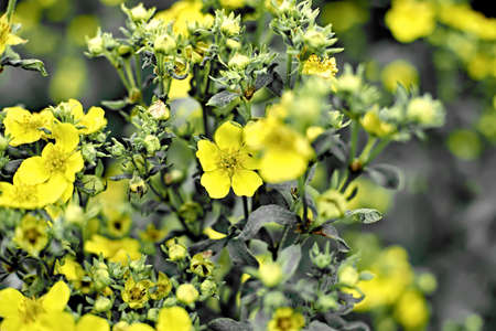 yellow flowers in the garden