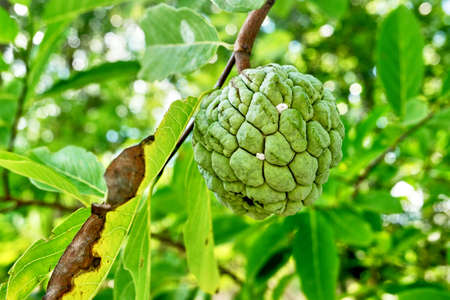 apple on treeの写真素材