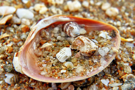 Shells with stonesの写真素材
