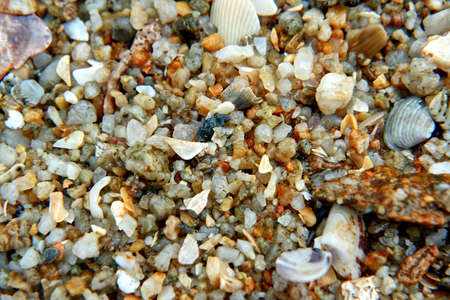 sea shells on the beachの写真素材