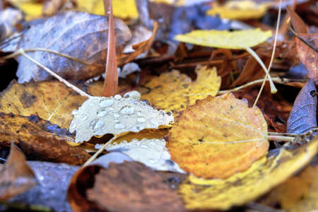 Autumn leaveの写真素材